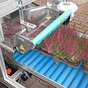 Eazycut 600 pruning system with conveyor belt