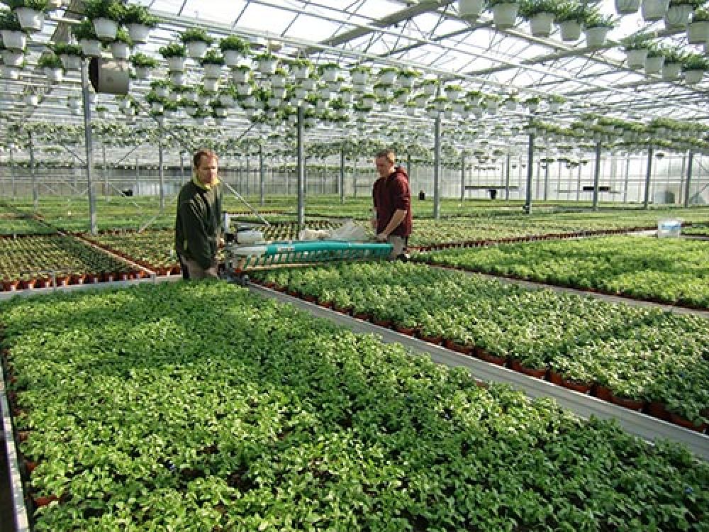 machine harvesting lettuce EazyTable