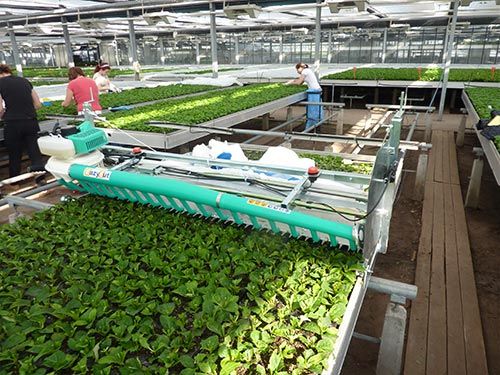 lettuce harvesting machine